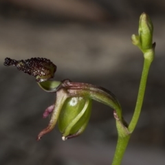 Caleana minor (Small Duck Orchid) at Canberra Central, ACT - 25 Nov 2016 by DerekC
