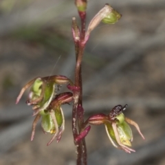 Caleana minor (Small Duck Orchid) at Aranda, ACT - 25 Nov 2016 by DerekC