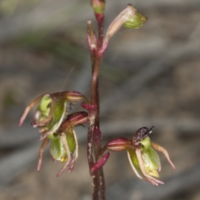 Caleana minor (Small Duck Orchid) at Aranda, ACT - 25 Nov 2016 by DerekC