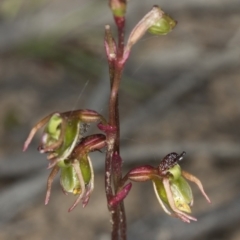 Caleana minor (Small Duck Orchid) at Black Mountain - 25 Nov 2016 by DerekC