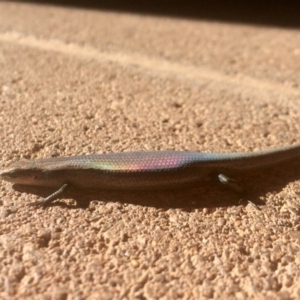 Lampropholis delicata at Bruce, ACT - 25 Nov 2016 07:53 PM