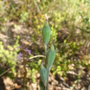 Calochilus sp. at Aranda, ACT - 24 Nov 2016
