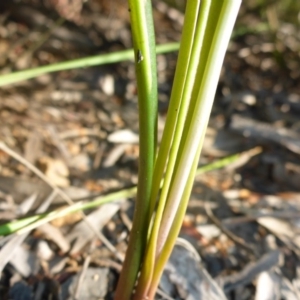 Calochilus sp. at Aranda, ACT - 24 Nov 2016