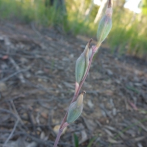 Calochilus sp. at Aranda, ACT - suppressed