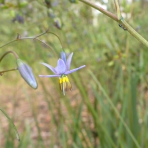 Dianella revoluta var. revoluta at Aranda, ACT - 24 Nov 2016 03:30 PM