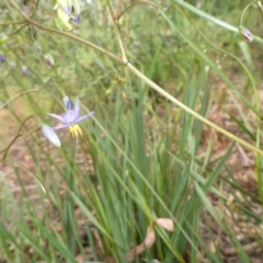 Dianella revoluta var. revoluta at Aranda, ACT - 24 Nov 2016 03:30 PM