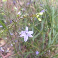 Dianella revoluta var. revoluta at Aranda, ACT - 24 Nov 2016 03:30 PM