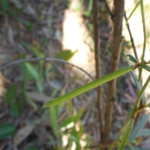 Glycine clandestina at Aranda, ACT - 24 Nov 2016