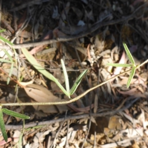 Glycine clandestina at Aranda, ACT - 24 Nov 2016