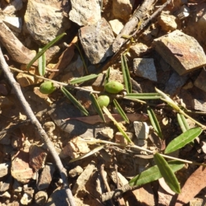 Hovea heterophylla at Aranda, ACT - 24 Nov 2016