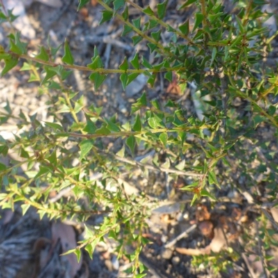 Acacia gunnii (Ploughshare Wattle) at Aranda, ACT - 24 Nov 2016 by JanetRussell