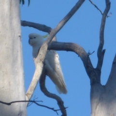 Cacatua galerita (Sulphur-crested Cockatoo) at Aranda, ACT - 24 Nov 2016 by JanetRussell