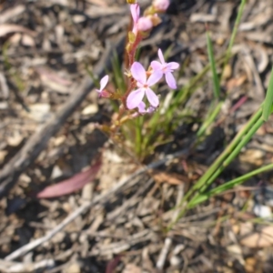 Stylidium graminifolium at Aranda, ACT - 24 Nov 2016 04:14 PM