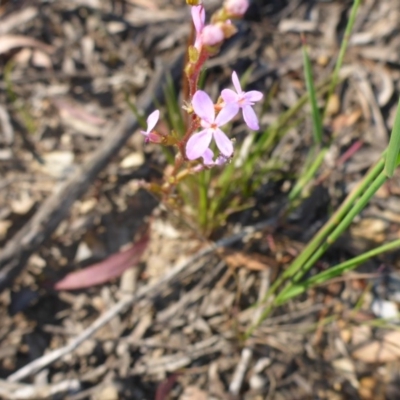 Stylidium graminifolium (grass triggerplant) at Aranda, ACT - 24 Nov 2016 by JanetRussell
