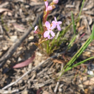 Stylidium graminifolium (Grass Triggerplant) at Aranda, ACT - 24 Nov 2016 by JanetRussell