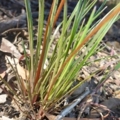 Stylidium graminifolium at Aranda, ACT - 24 Nov 2016