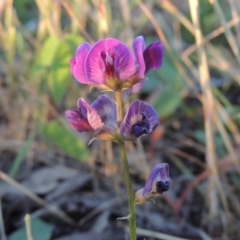 Glycine tabacina (Variable Glycine) at Pine Island to Point Hut - 24 Nov 2016 by michaelb