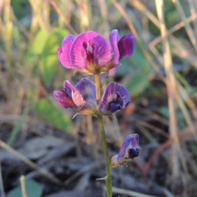 Glycine tabacina (Variable Glycine) at Bonython, ACT - 24 Nov 2016 by michaelb