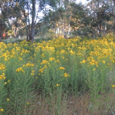 Hypericum perforatum (St John's Wort) at Bonython, ACT - 24 Nov 2016 by michaelb