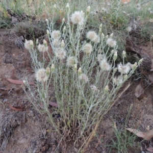 Vittadinia cuneata var. cuneata at Bonython, ACT - 24 Nov 2016