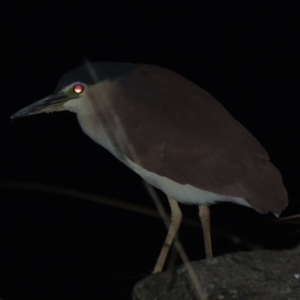 Nycticorax caledonicus at Bonython, ACT - 25 May 2016 12:00 AM