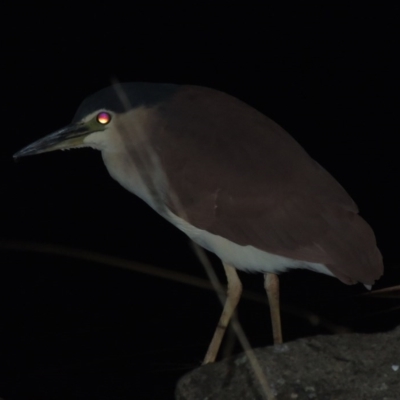 Nycticorax caledonicus (Nankeen Night-Heron) at Stranger Pond - 24 May 2016 by michaelb