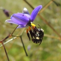 Lipotriches (Austronomia) phanerura (Halictid Bee) at Greenway, ACT - 17 Nov 2016 by michaelb