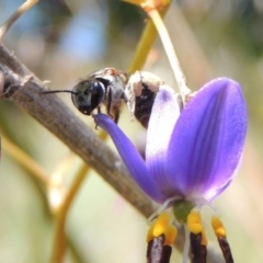 Lipotriches (Austronomia) phanerura at Greenway, ACT - 17 Nov 2016