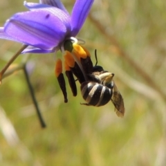 Lipotriches (Austronomia) phanerura at Greenway, ACT - 17 Nov 2016 12:07 PM