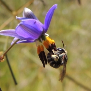 Lipotriches (Austronomia) phanerura at Greenway, ACT - 17 Nov 2016