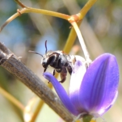 Lipotriches (Austronomia) phanerura at Greenway, ACT - 17 Nov 2016