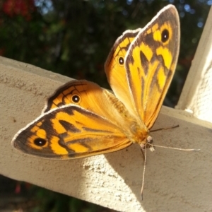 Heteronympha merope at Kambah, ACT - 26 Nov 2016 08:19 AM