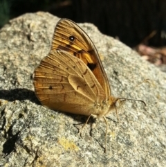 Heteronympha merope at Kambah, ACT - 26 Nov 2016