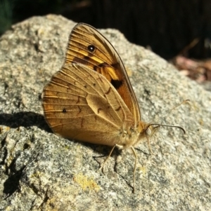 Heteronympha merope at Kambah, ACT - 26 Nov 2016 08:19 AM