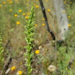 Microtis sp. (Onion Orchid) at Isaacs Ridge and Nearby - 25 Nov 2016 by Mike