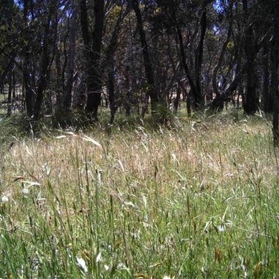 Unidentified at Mulligans Flat - 25 Nov 2016 by MulligansFlat1