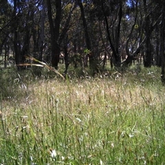 Unidentified at Mulligans Flat - 25 Nov 2016 by MulligansFlat1