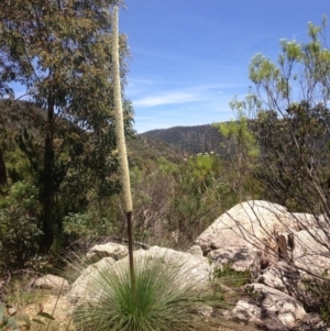 Xanthorrhoea glauca subsp. angustifolia at Paddys River, ACT - 26 Nov 2016