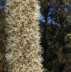 Xanthorrhoea glauca subsp. angustifolia at Paddys River, ACT - 26 Nov 2016