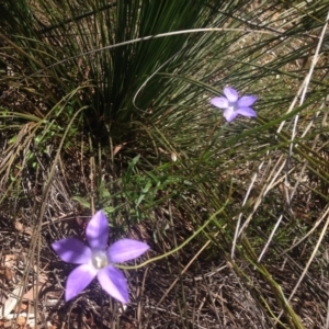 Wahlenbergia sp. at Paddys River, ACT - 26 Nov 2016 12:28 PM