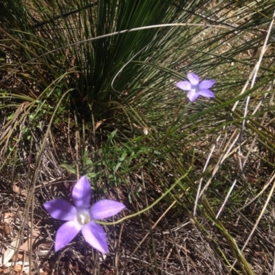 Wahlenbergia sp. (Bluebell) at Paddys River, ACT - 26 Nov 2016 by Ratcliffe