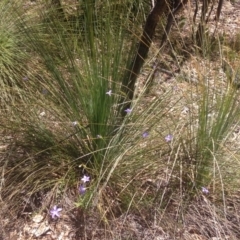 Wahlenbergia sp. at Paddys River, ACT - 26 Nov 2016 12:28 PM