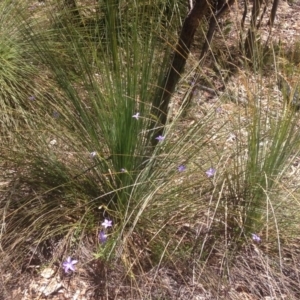 Wahlenbergia sp. at Paddys River, ACT - 26 Nov 2016