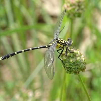 Hemigomphus heteroclytus (Stout Vicetail) at Googong Foreshore - 26 Nov 2016 by roymcd