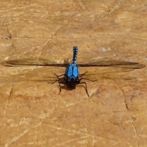 Diphlebia nymphoides at Burra, NSW - 26 Nov 2016