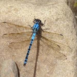 Diphlebia nymphoides at Burra, NSW - 26 Nov 2016