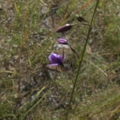 Arthropodium fimbriatum (Nodding Chocolate Lily) at Mount Ainslie - 25 Nov 2016 by SilkeSma