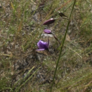 Arthropodium fimbriatum at Majura, ACT - 25 Nov 2016 04:10 PM