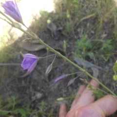 Arthropodium fimbriatum at Majura, ACT - 25 Nov 2016 04:10 PM