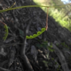 Grona varians (Slender Tick-Trefoil) at Mount Ainslie - 25 Nov 2016 by SilkeSma